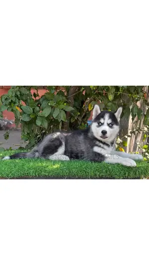 Photo - 1-3 months Male Purebred Siberian Husky