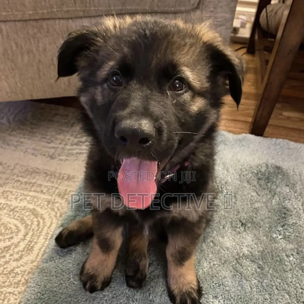 1-3 months Male Purebred German Shepherd