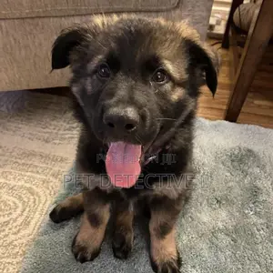 1-3 months Male Purebred German Shepherd