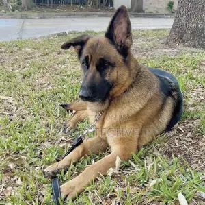 Photo - 1-3 months Male Purebred German Shepherd