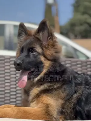 Photo - 1-3 months Male Purebred German Shepherd