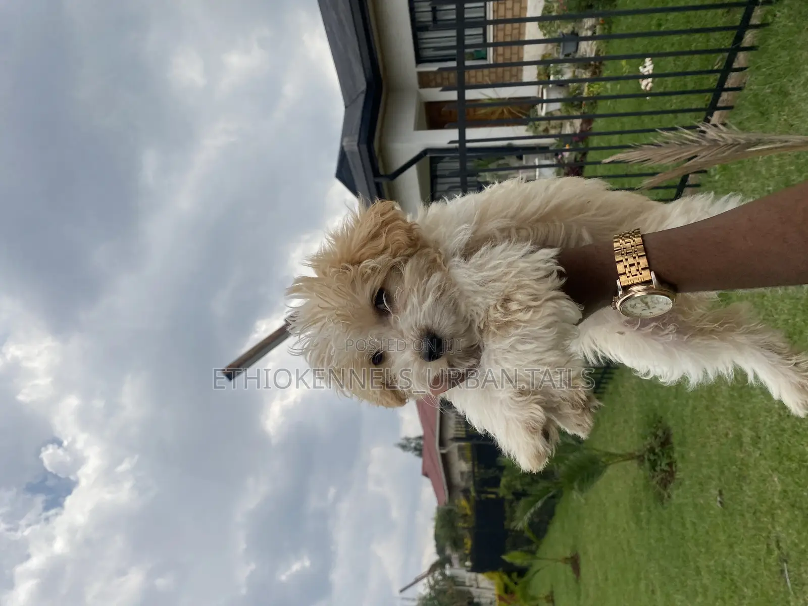 1-3 months Male Mixed Breed Maltese
