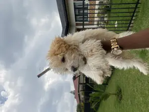 Photo - 1-3 months Male Mixed Breed Maltese