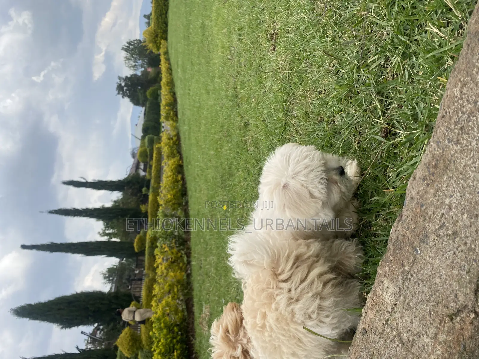 1-3 months Male Purebred Maltese