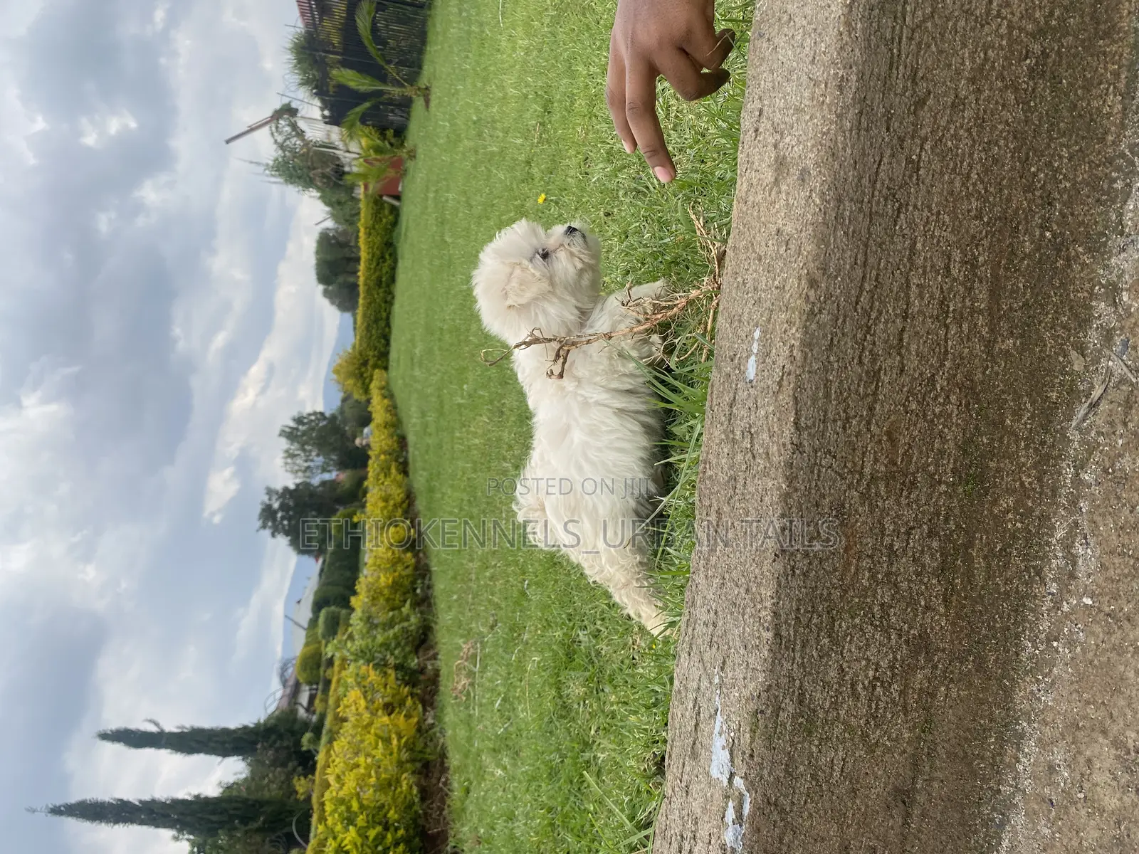 1-3 months Male Purebred Maltese