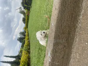 1-3 months Male Purebred Maltese