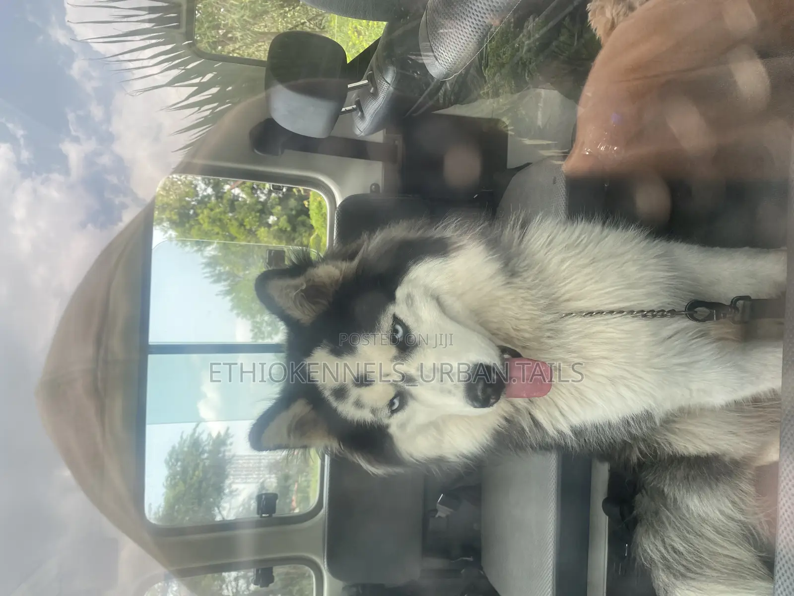 6-12 months Male Purebred Siberian Husky