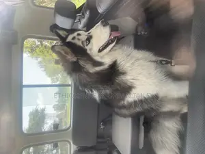 6-12 months Male Purebred Siberian Husky