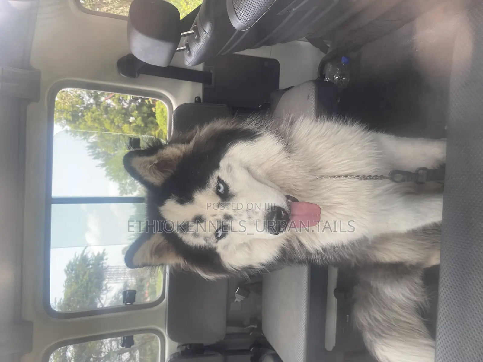 6-12 months Male Purebred Siberian Husky