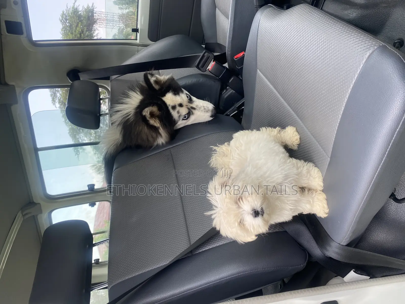 1-3 months Male Purebred Maltese