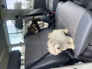 1-3 months Male Purebred Maltese