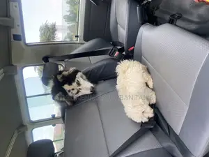 1-3 months Male Purebred Maltese