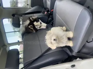 Photo - 1-3 months Male Purebred Maltese