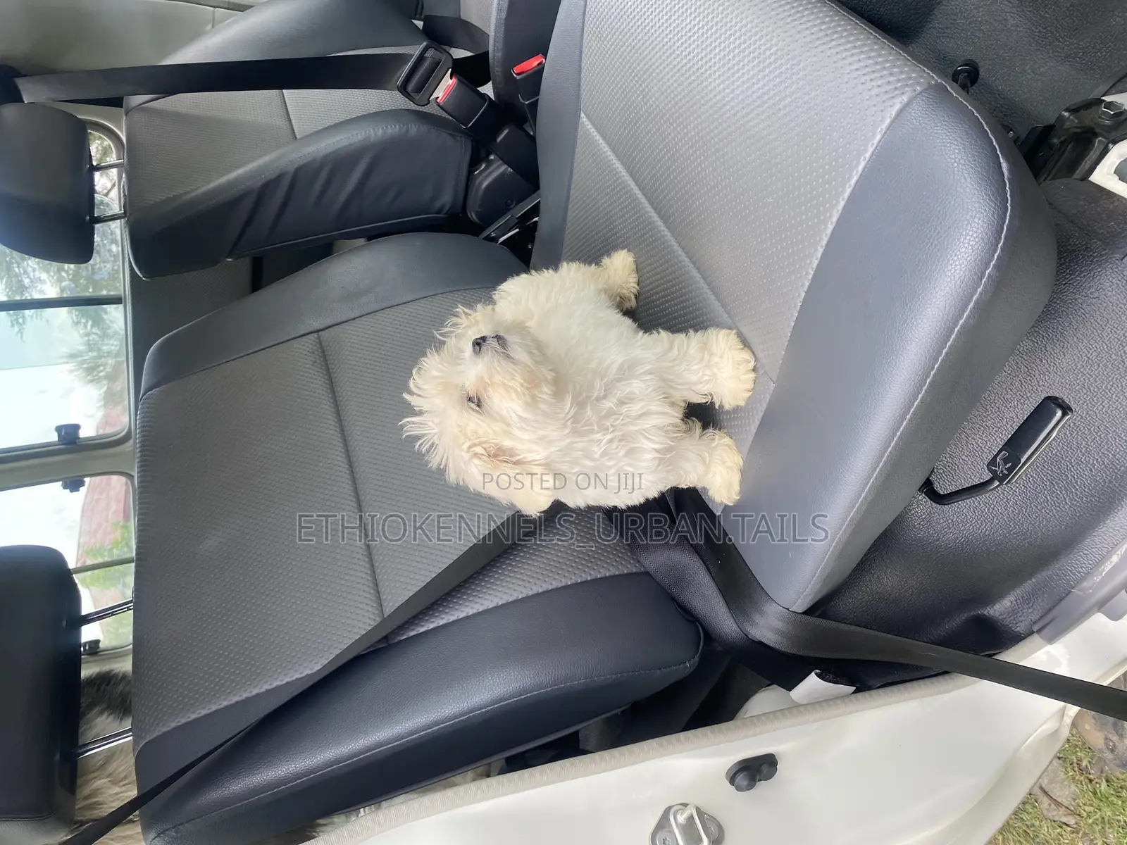 1-3 months Male Purebred Maltese