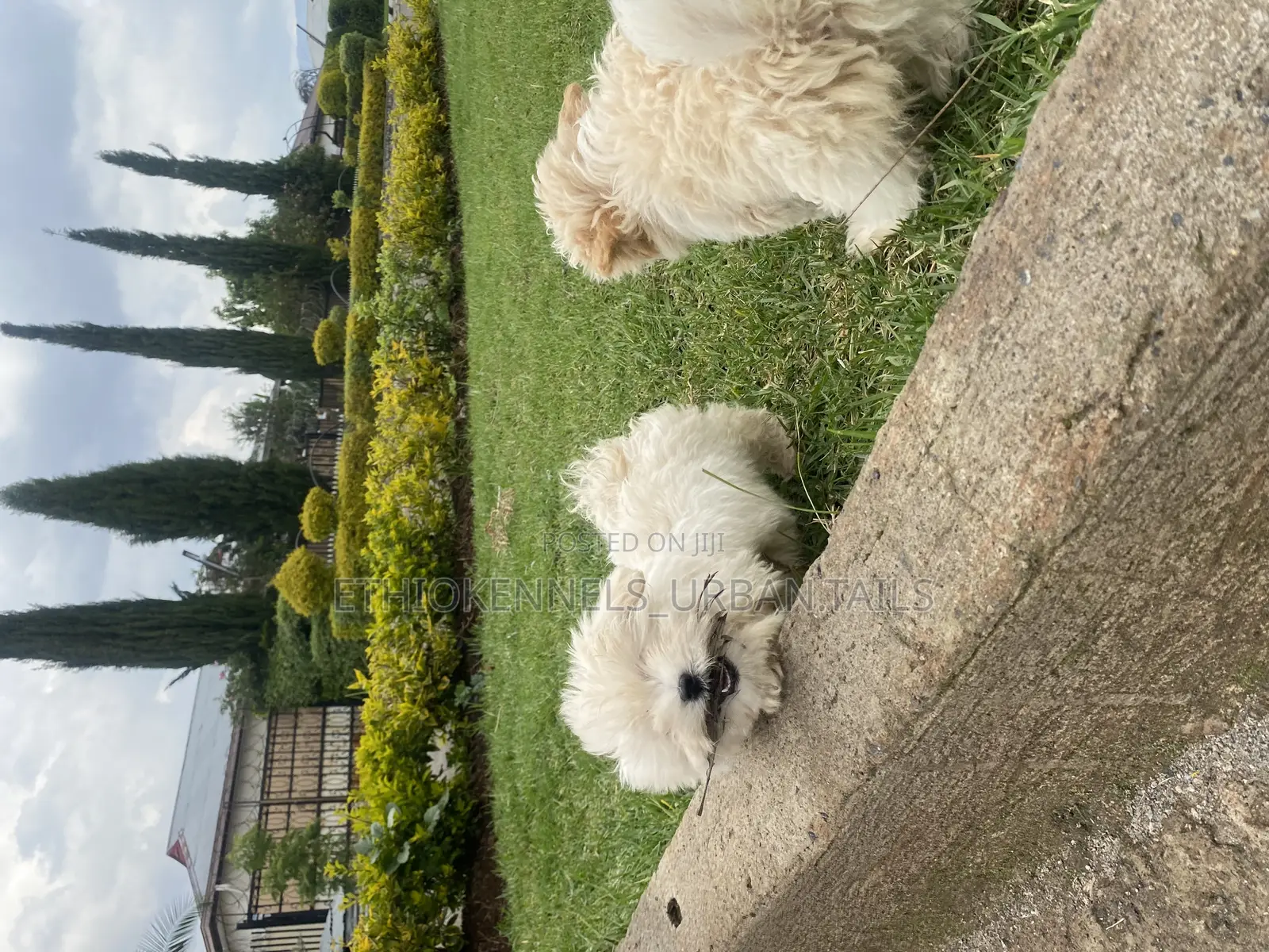 1-3 months Female Purebred Maltese