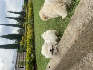 1-3 months Female Purebred Maltese