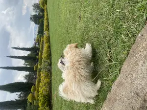 1-3 months Female Purebred Maltese