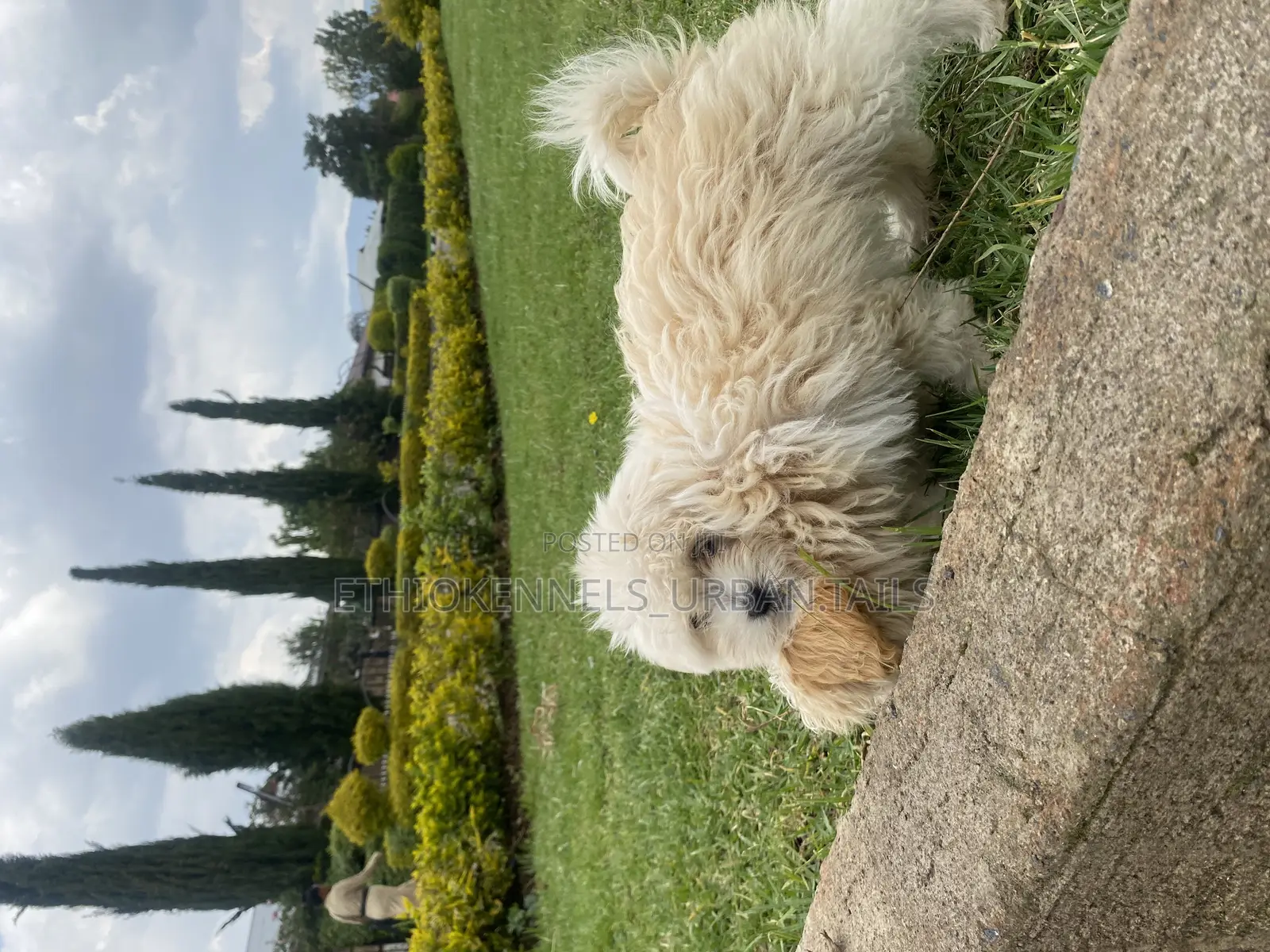 1-3 months Female Purebred Maltese