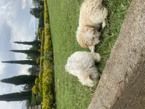 1-3 months Female Purebred Maltese