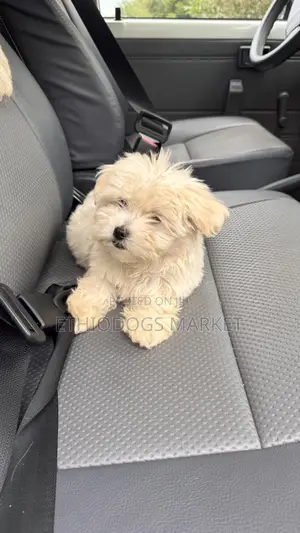 1-3 months Female Purebred Maltese