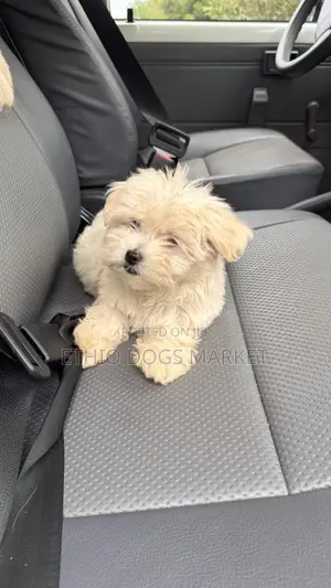 1-3 months Female Purebred Maltese