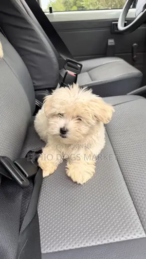 1-3 months Female Purebred Maltese