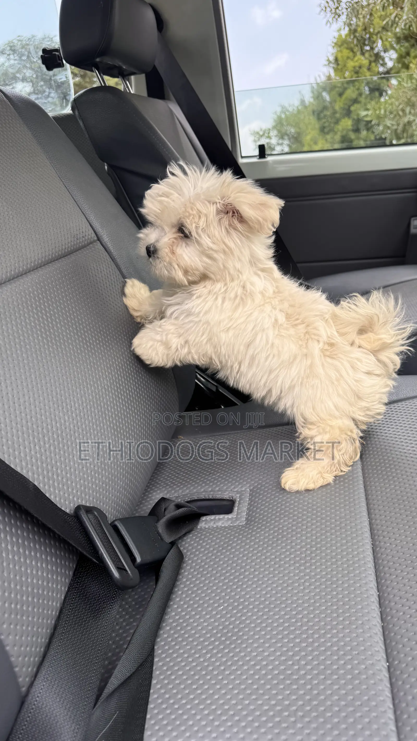 1-3 months Female Purebred Maltese