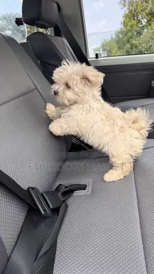 1-3 months Female Purebred Maltese