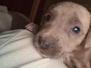 1-3 months Female Mixed Breed Mastiff