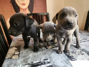 Photo - 1-3 months Female Mixed Breed Mastiff