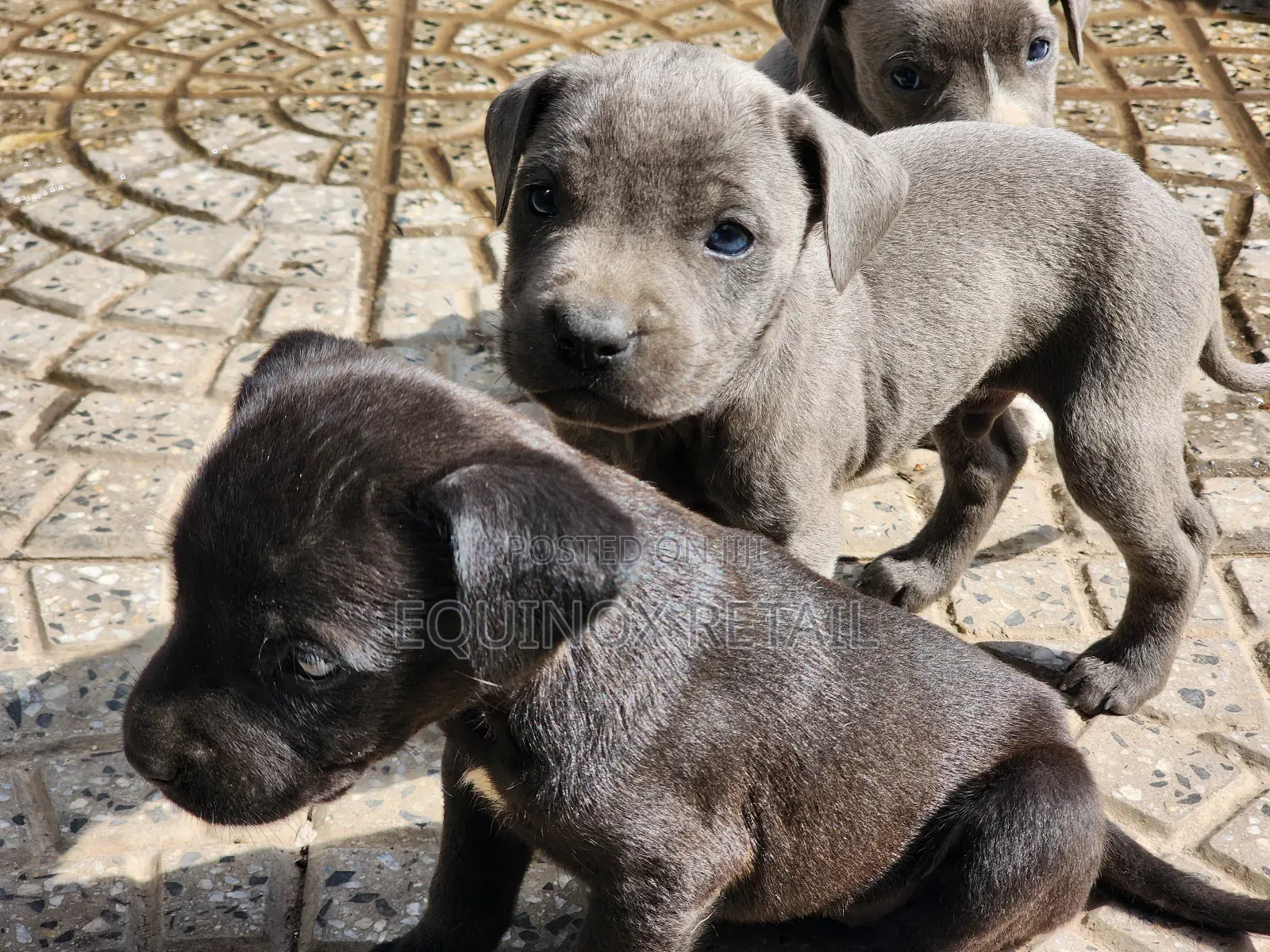 1-3 months Female Mixed Breed Mastiff