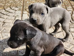 1-3 months Female Mixed Breed Mastiff