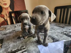 1-3 months Female Mixed Breed Mastiff