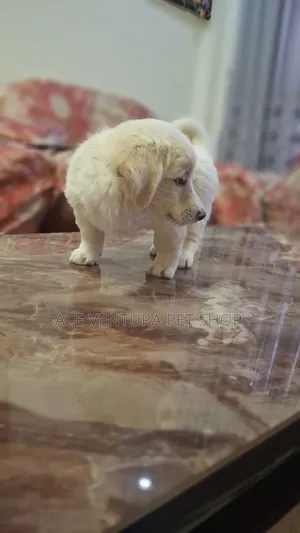 1-3 months Male Purebred Maltese