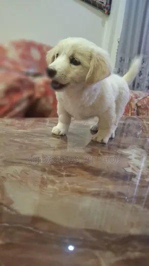 Photo - 1-3 months Male Purebred Maltese