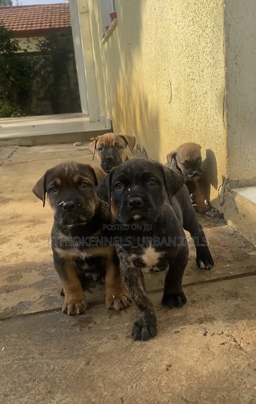 1-3 months Male Purebred Boerboel