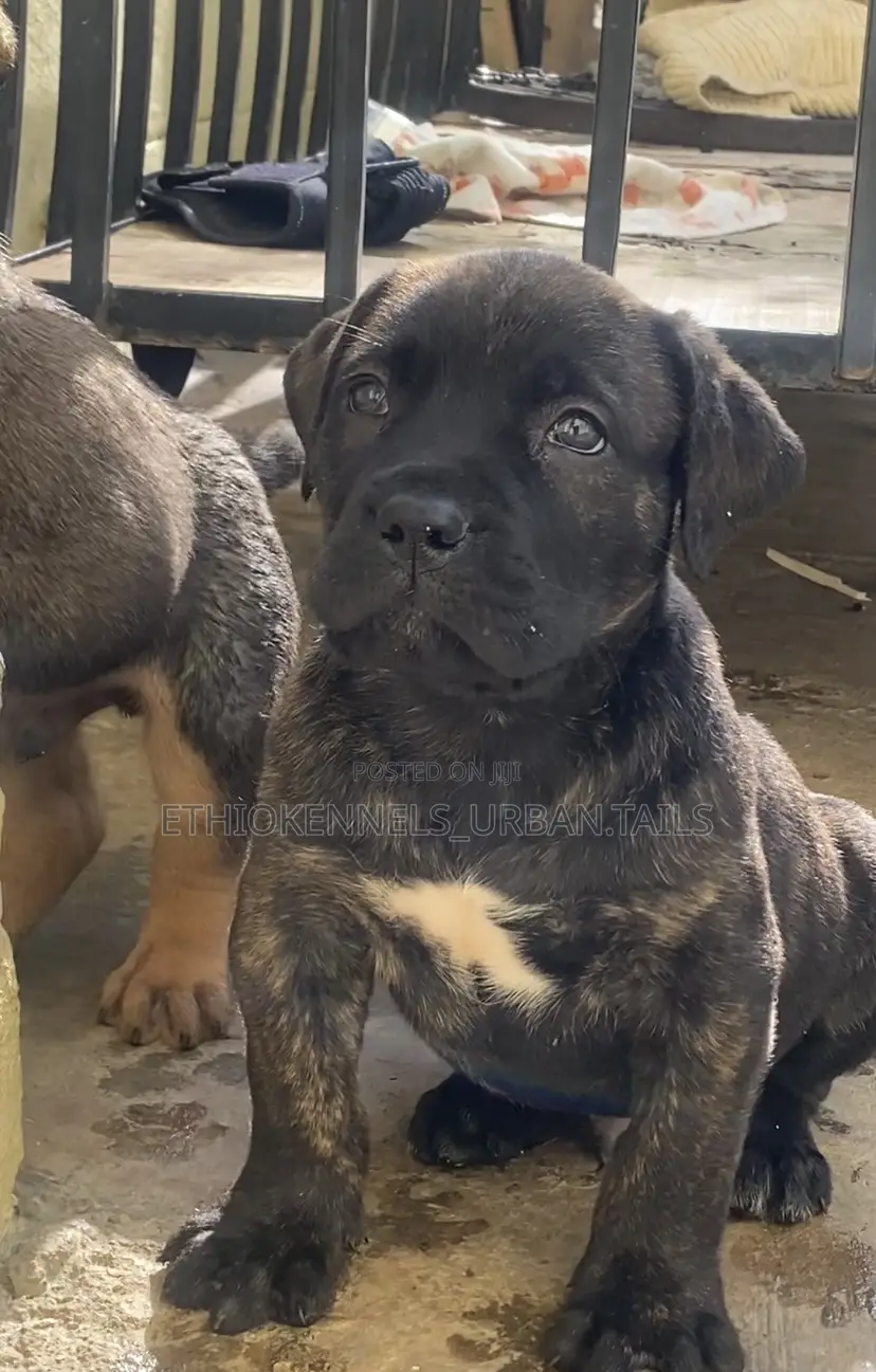 1-3 months Male Purebred Boerboel