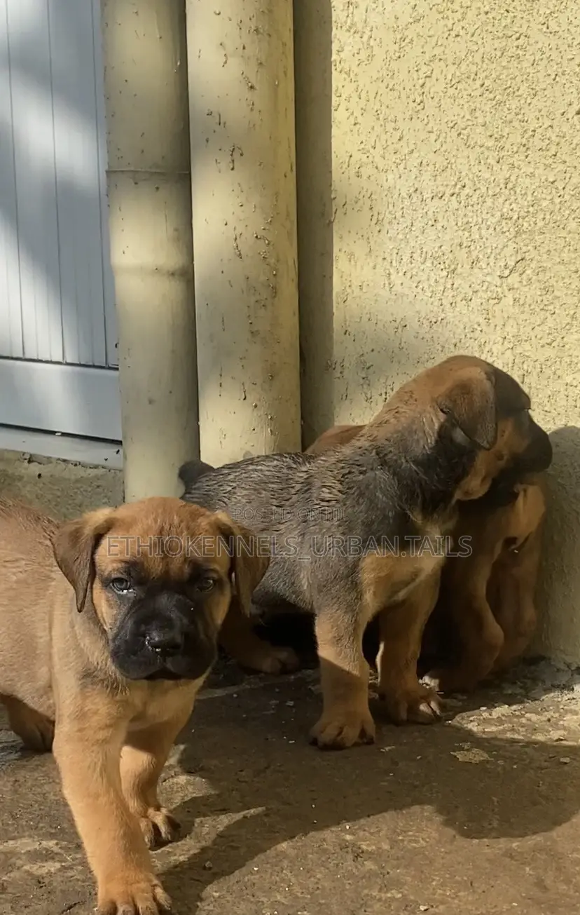 1-3 months Male Purebred Boerboel