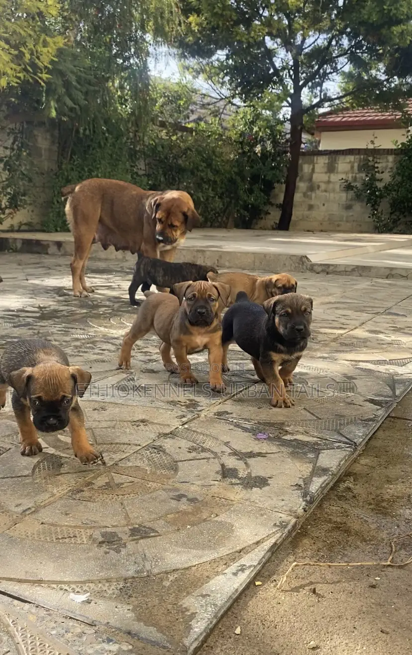 1-3 months Male Purebred Boerboel