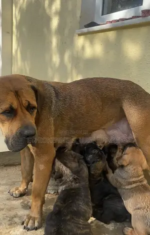 Photo - 1-3 months Male Purebred Boerboel
