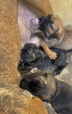 1-3 months Male Purebred Boerboel