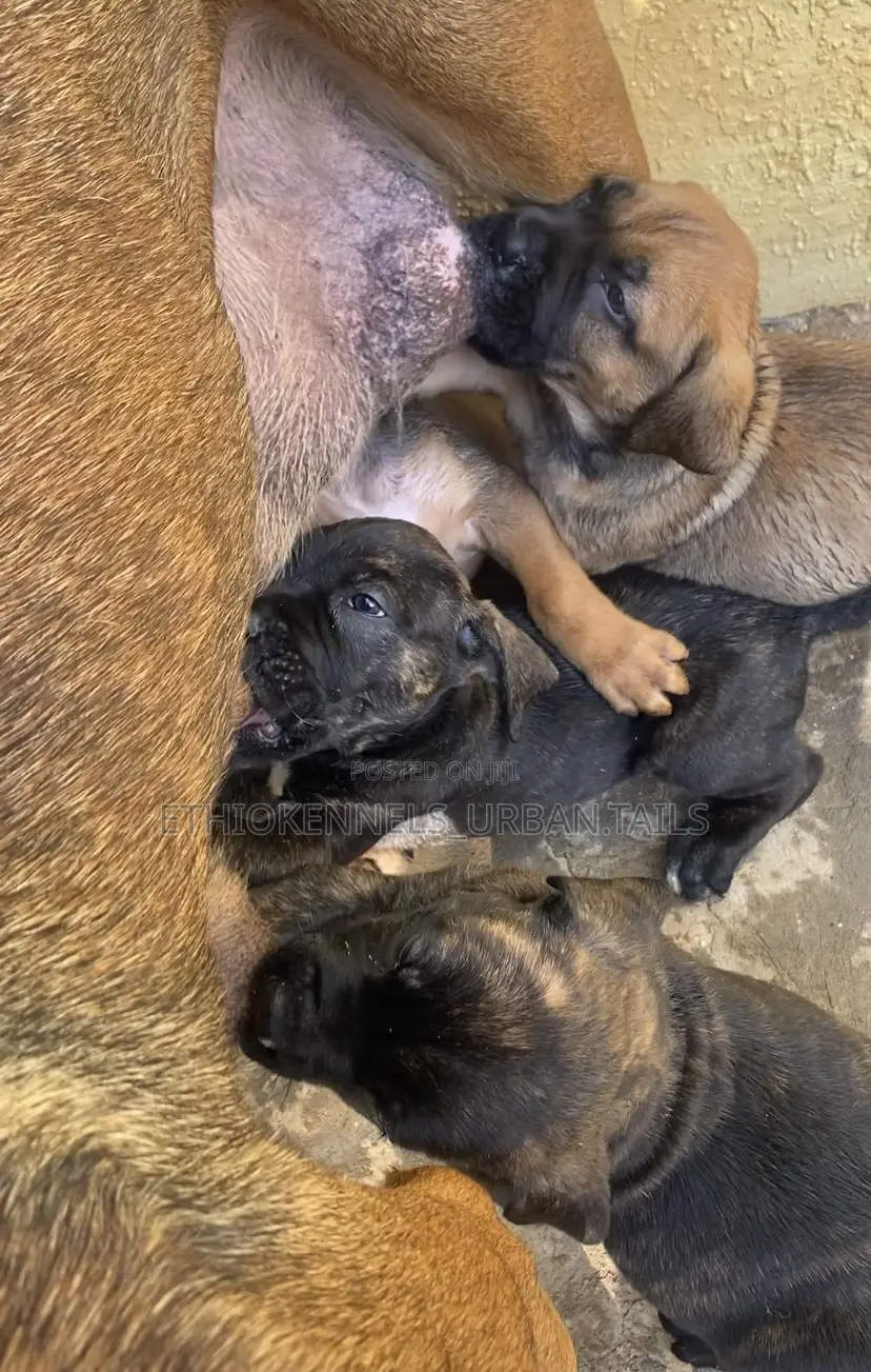 1-3 months Male Purebred Boerboel