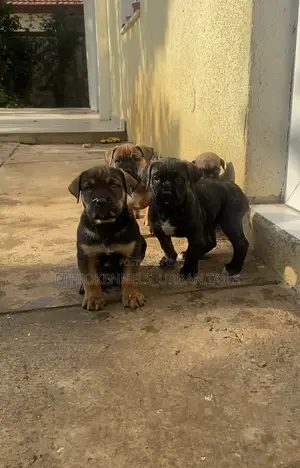 1-3 months Male Purebred Boerboel