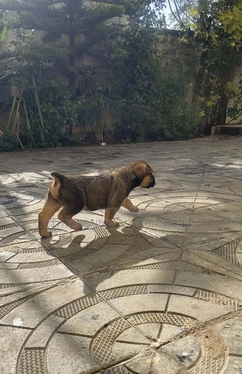 1-3 months Male Purebred Boerboel