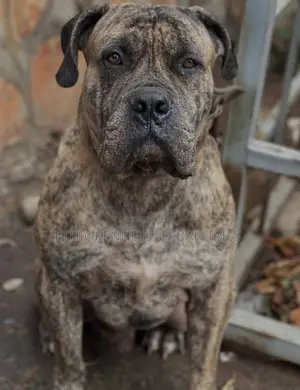 1+ year Male Purebred Bullmastiff