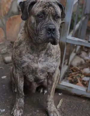 1+ year Male Purebred Bullmastiff
