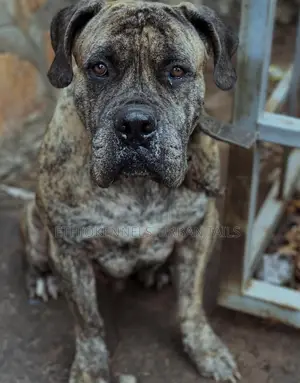 Photo - 1+ year Male Purebred Bullmastiff