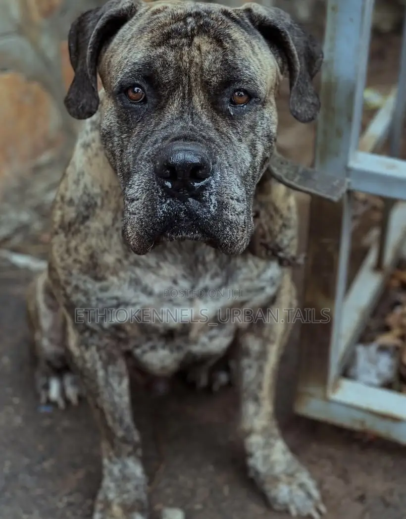 1+ year Male Purebred Bullmastiff
