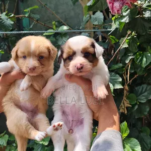 Photo - 1-3 months Male Purebred Havanese