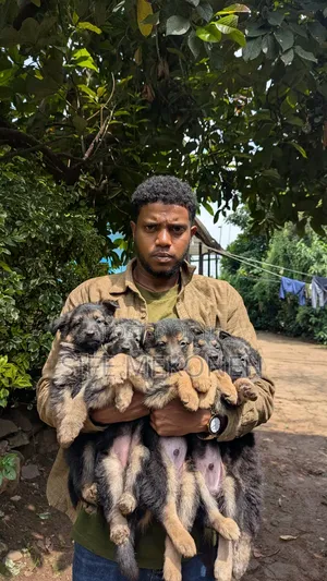 Photo - 1-3 months Male Purebred German Shepherd